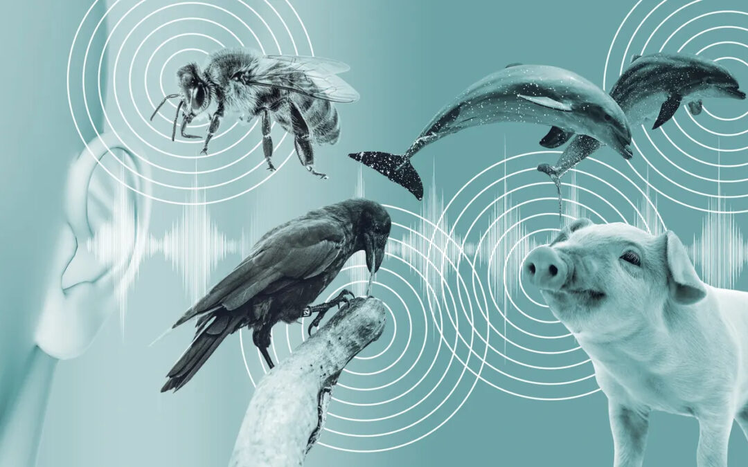 Earth Species Project